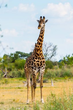 Moremi Game Reserve (Okavango River Delta), Milli Park, Botsvana zürafa portre