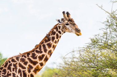 Moremi Game Reserve (Okavango River Delta), Milli Park, Botsvana Güzel Zürafa