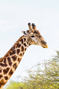 Moremi Game Reserve (Okavango River Delta), Milli Park, Botsvana Güzel Zürafa