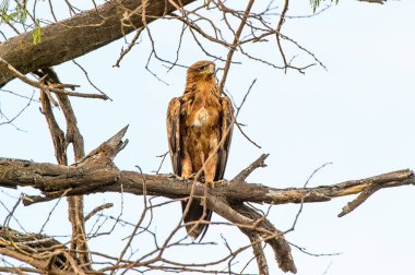 Moremi Game Reserve (Okavango Nehri Deltası), Milli Park, Botsvana'da bir ağaçüzerinde şahin