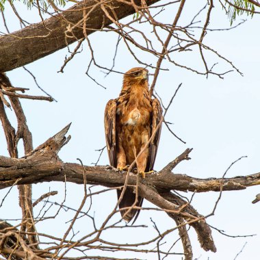 Moremi Game Reserve (Okavango Nehri Deltası), Milli Park, Botsvana'da bir ağaçüzerinde şahin