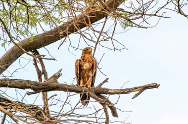 Moremi Game Reserve (Okavango Nehri Deltası), Milli Park, Botsvana'da bir ağaçüzerinde şahin
