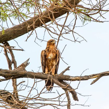 Moremi Game Reserve (Okavango Nehri Deltası), Milli Park, Botsvana'da bir ağaçüzerinde şahin