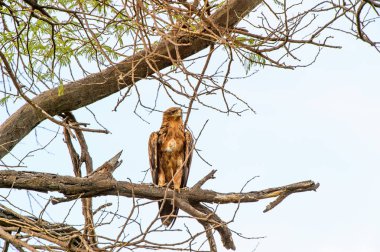 Moremi Game Reserve (Okavango Nehri Deltası), Milli Park, Botsvana'da bir ağaçüzerinde şahin