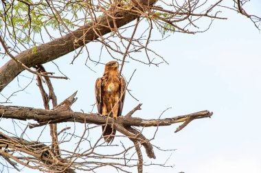 Moremi Game Reserve (Okavango Nehri Deltası), Milli Park, Botsvana'da bir ağaçüzerinde şahin
