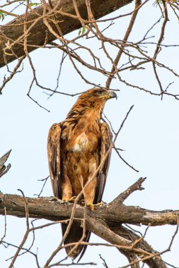 Moremi Game Reserve (Okavango Nehri Deltası), Milli Park, Botsvana'da bir ağaçüzerinde şahin