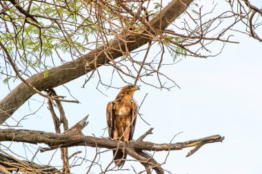 Moremi Game Reserve (Okavango Nehri Deltası), Milli Park, Botsvana'da bir ağaçüzerinde şahin
