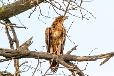 Moremi Game Reserve (Okavango Nehri Deltası), Milli Park, Botsvana'da bir ağaçüzerinde şahin