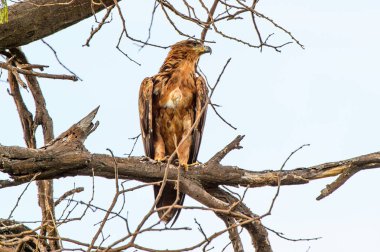 Moremi Game Reserve (Okavango Nehri Deltası), Milli Park, Botsvana'da bir ağaçüzerinde şahin