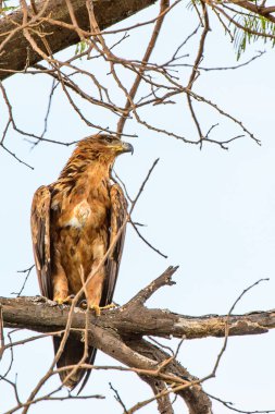 Moremi Game Reserve (Okavango Nehri Deltası), Milli Park, Botsvana'da bir ağaçüzerinde şahin