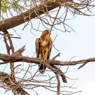 Moremi Game Reserve (Okavango Nehri Deltası), Milli Park, Botsvana'da bir ağaçüzerinde şahin