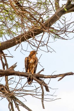 Moremi Game Reserve (Okavango Nehri Deltası), Milli Park, Botsvana'da bir ağaçüzerinde şahin