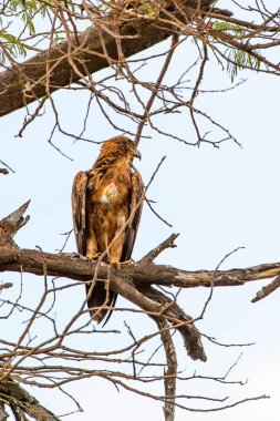 Moremi Game Reserve (Okavango Nehri Deltası), Milli Park, Botsvana'da bir ağaçüzerinde şahin