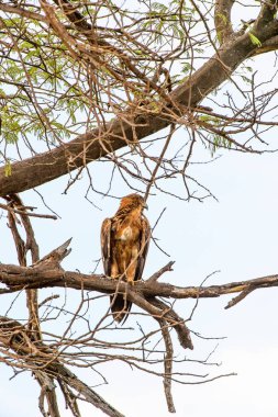 Moremi Game Reserve (Okavango Nehri Deltası), Milli Park, Botsvana'da bir ağaçüzerinde şahin
