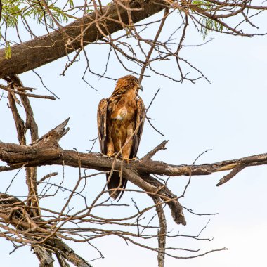 Moremi Game Reserve (Okavango Nehri Deltası), Milli Park, Botsvana'da bir ağaçüzerinde şahin