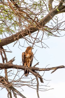 Moremi Game Reserve (Okavango Nehri Deltası), Milli Park, Botsvana'da bir ağaçüzerinde şahin