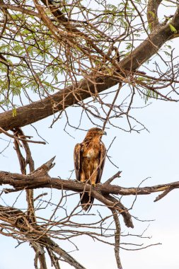 Moremi Game Reserve (Okavango Nehri Deltası), Milli Park, Botsvana'da bir ağaçüzerinde şahin