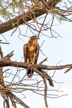 Moremi Game Reserve (Okavango Nehri Deltası), Milli Park, Botsvana'da bir ağaçüzerinde şahin