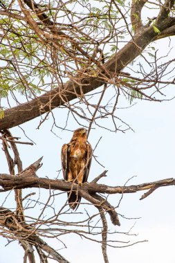 Moremi Game Reserve (Okavango Nehri Deltası), Milli Park, Botsvana'da bir ağaçüzerinde şahin