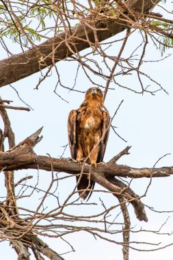 Moremi Game Reserve (Okavango Nehri Deltası), Milli Park, Botsvana'da bir ağaçüzerinde şahin