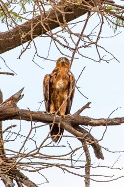 Moremi Game Reserve (Okavango Nehri Deltası), Milli Park, Botsvana'da bir ağaçüzerinde şahin
