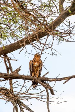 Moremi Game Reserve (Okavango Nehri Deltası), Milli Park, Botsvana'da bir ağaçüzerinde şahin