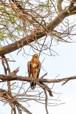 Moremi Game Reserve (Okavango Nehri Deltası), Milli Park, Botsvana'da bir ağaçüzerinde şahin