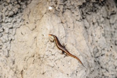 Moremi Game Reserve (Okavango Nehri Deltası), Milli Park, Botsvana'daki taş üzerinde küçük kertenkele