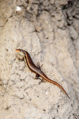 Moremi Game Reserve (Okavango Nehri Deltası), Milli Park, Botsvana'daki taş üzerinde küçük kertenkele
