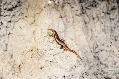 Moremi Game Reserve (Okavango Nehri Deltası), Milli Park, Botsvana'daki taş üzerinde küçük kertenkele
