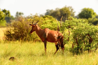 Moremi Game Reserve (Okavango Nehri Deltası), Milli Park, Botsvana'da çimenler üzerinde antilop