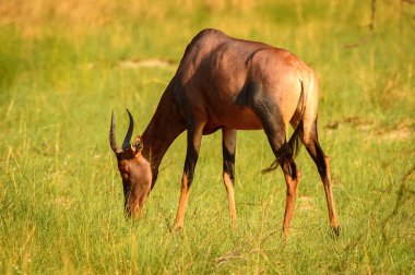 Moremi Game Reserve (Okavango Nehri Deltası), Milli Park, Botsvana'da çimenler üzerinde antilop
