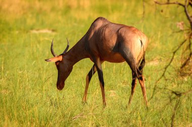 Moremi Game Reserve (Okavango Nehri Deltası), Milli Park, Botsvana'da çimenler üzerinde antilop