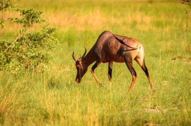 Moremi Game Reserve (Okavango Nehri Deltası), Milli Park, Botsvana'da çimenler üzerinde antilop