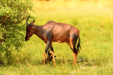 Moremi Game Reserve (Okavango Nehri Deltası), Milli Park, Botsvana'da çimenler üzerinde antilop