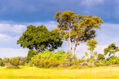 Okavango Deltası Manzarası (Okavango Çayırı), Afrika'nın Yedi Doğa Harikasından Biri, Botsvana