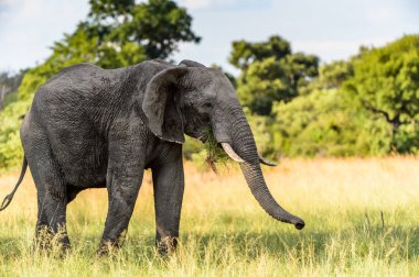 Fil Moremi Game Reserve (Okavango River Delta), Milli Park, Botsvana yürüyor
