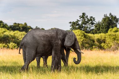 Moremi Game Reserve (Okavango Nehri Deltası), Milli Park, Botsvana'daki Filler Çifti