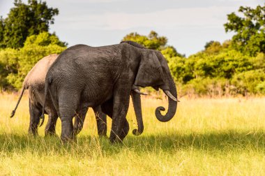 Moremi Game Reserve (Okavango Nehri Deltası), Milli Park, Botsvana'daki Filler Çifti
