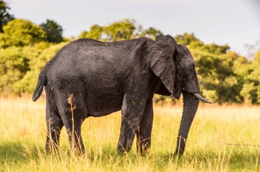 Moremi Game Reserve (Okavango Nehri Deltası), Milli Park, Botsvana'daki Filler Çifti