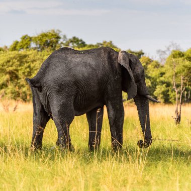 Fil Moremi Game Reserve (Okavango River Delta), Milli Park, Botsvana yürüyor