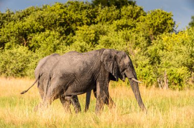 Fil Moremi Game Reserve (Okavango River Delta), Milli Park, Botsvana yürüyor