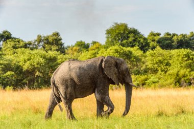 Fil Moremi Game Reserve (Okavango River Delta), Milli Park, Botsvana yürüyor