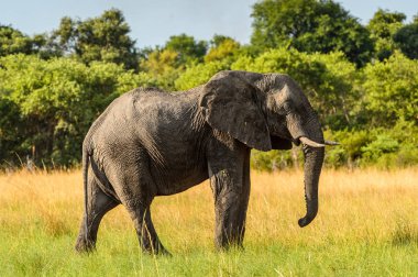 Fil Moremi Game Reserve (Okavango River Delta), Milli Park, Botsvana yürüyor