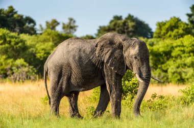 Fil Moremi Game Reserve (Okavango River Delta), Milli Park, Botsvana yürüyor