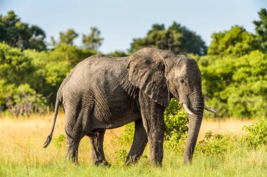 Fil Moremi Game Reserve (Okavango River Delta), Milli Park, Botsvana yürüyor