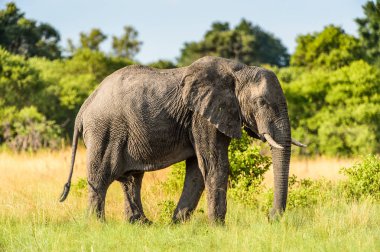 Fil Moremi Game Reserve (Okavango River Delta), Milli Park, Botsvana yürüyor