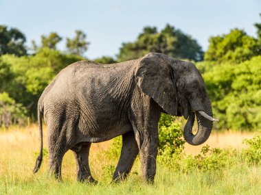 Fil Moremi Game Reserve (Okavango River Delta), Milli Park, Botsvana yürüyor