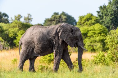 Fil Moremi Game Reserve (Okavango River Delta), Milli Park, Botsvana yürüyor