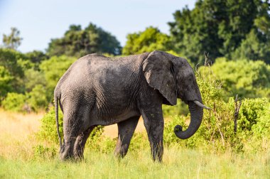 Fil Moremi Game Reserve (Okavango River Delta), Milli Park, Botsvana yürüyor